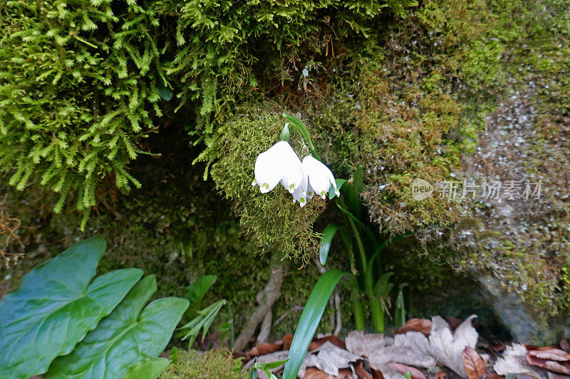 White flowers of spring snowflake (Märzenbecher) in the forest in early spring - Leucojum vernum